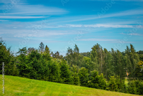 Papier peint Lush green hillside with dense conifer and birch trees under a bright blue sky with soft clouds on a sunny day