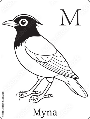 Black and white myna bird line art with alphabet letter m designed for kids educational coloring and learning activities