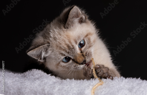Kitten Biting Twine Close-Up