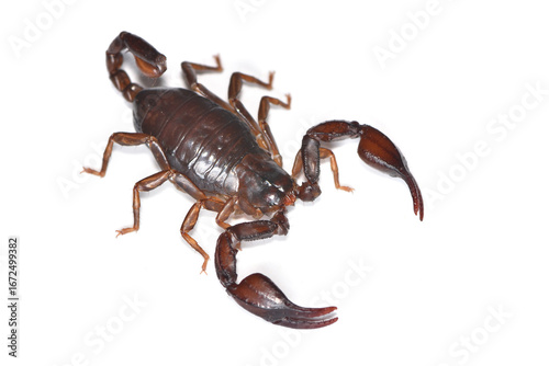 Closeup of the “German scorpion” Alpiscorpius germanus, a small Alpine scorpion species from Austria, Italy and Switzerland photographed on white background. 