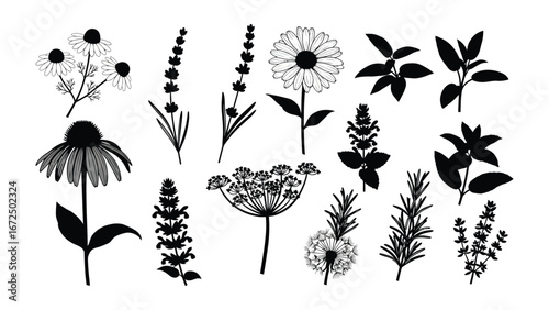 Elegant Botanical Silhouettes: A monochrome array of delicate botanical silhouettes, showcasing the intricate forms of various flowers and herbs. Capturing the purity and simplicity.