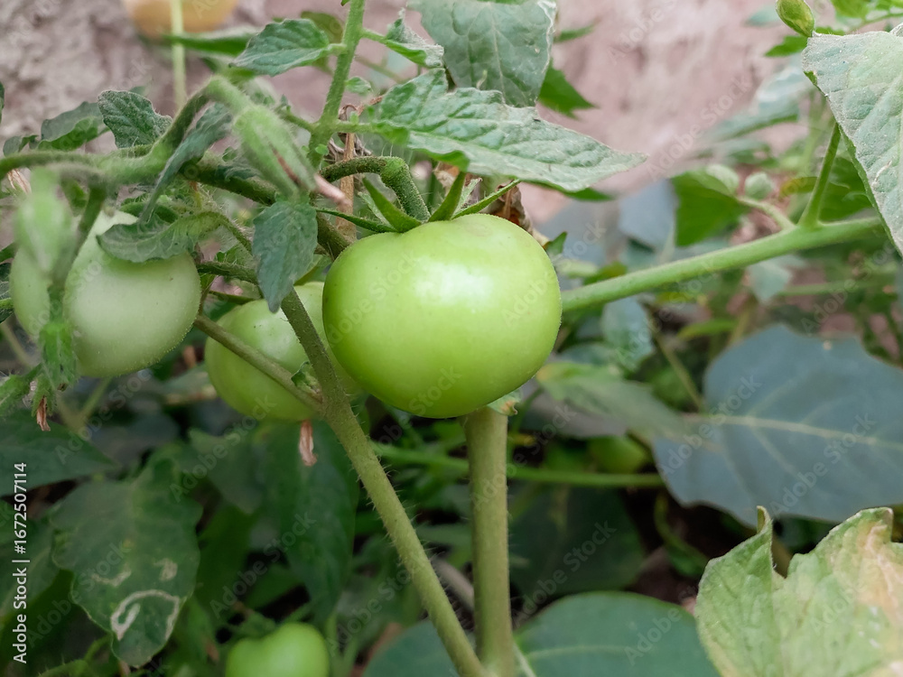 Fototapeta premium Tomato plantation in kitchen garden, vegetable farming, raw tomatoes photography 