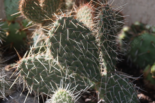 kaktus opuncja Opuntia polyacantha heacockii Chaffee Co Col 2530m Klon von Panayoti