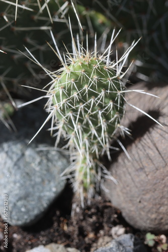 kaktus opuncja Opuntia polyacantha heacockii Chaffee Co Col 2530m Klon von Panayoti