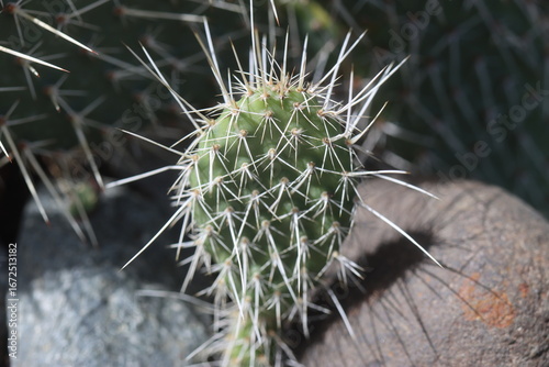 kaktus opuncja Opuntia polyacantha heacockii Chaffee Co Col 2530m Klon von Panayoti