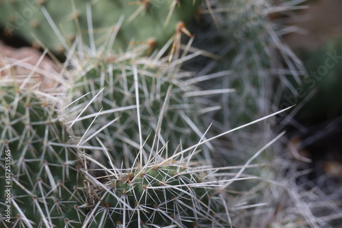 kaktus opuncja Opuntia polyacantha heacockii Chaffee Co Col 2530m Klon von Panayoti