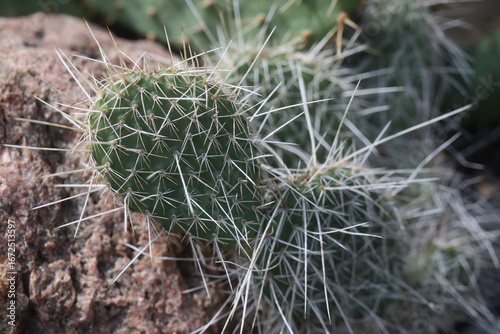 kaktus opuncja Opuntia polyacantha heacockii Chaffee Co Col 2530m Klon von Panayoti