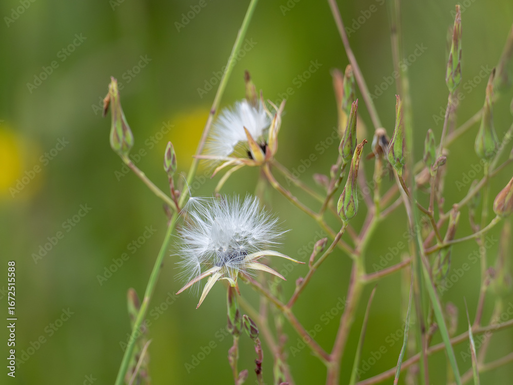 Obraz premium A plant turns to white and goes to seed on a summer day