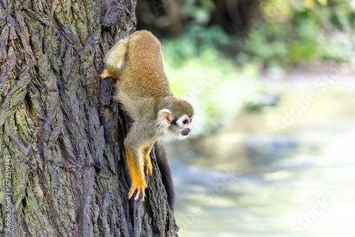 Photography Common squirrel monkey (Saimiri sciureus) climbing on a tree