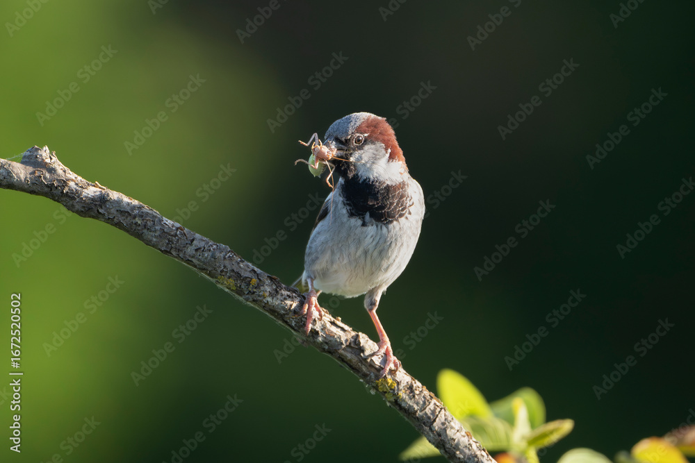 Obraz premium Male house sparrow - Passer domesticus perched at dark green background. In its beak, it holds a large, tightly-packed bundle of insects. Photo from Dobruja in Bulgaria