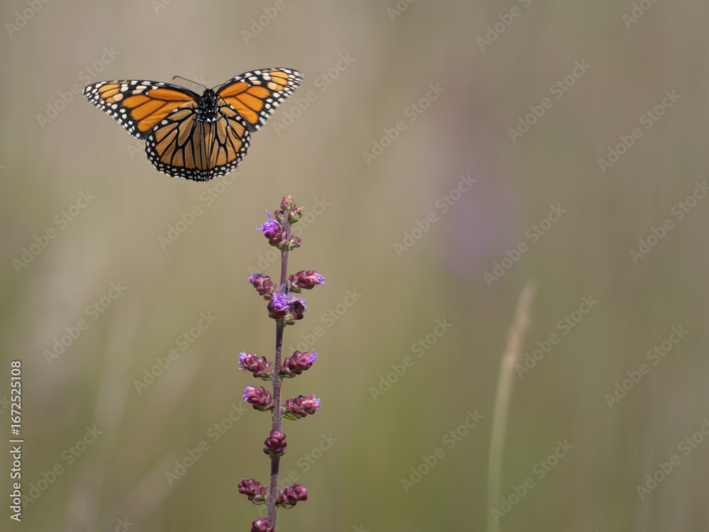 Naklejka premium Monarch butterfly feeds on blooming blazing star plants
