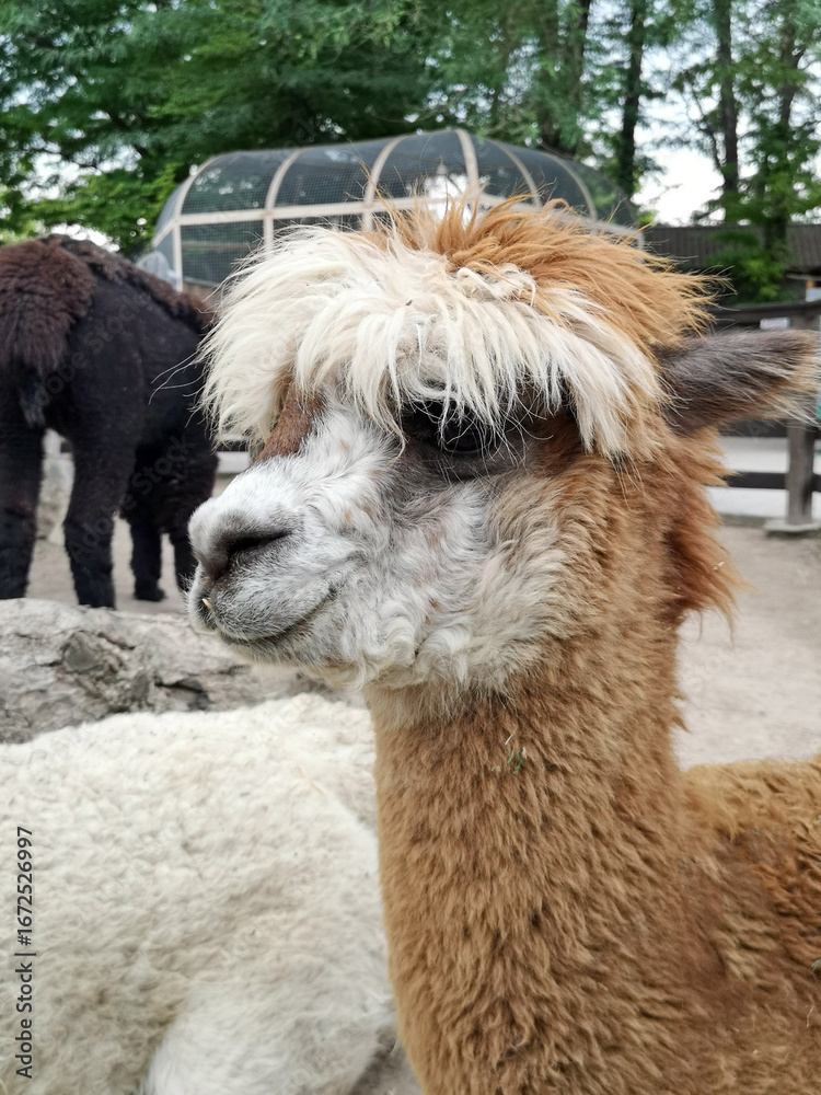 Obraz premium alpaca in the zoo close up