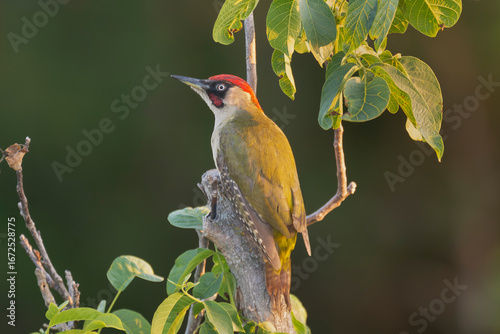 European Green Woodpecker, yaffle, nickle - Picus viridis perched on a branch in a natural, sunlit woodland. Photo from Dobruja in Bulgaria.