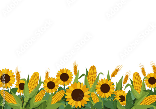 Golden sunflower and corn field with bright yellow plants on transparent background