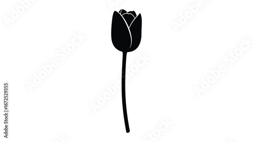 Elegant Silhouette of Tulip: A minimalist, grayscale silhouette of a solitary tulip stands tall. The artwork embodies elegance, the beginning of bloom.