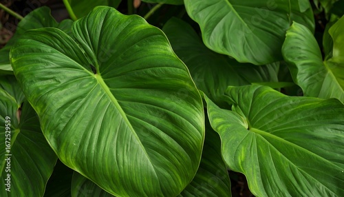 Lush, veined tropical leaves in a vibrant close-up foliage arrangement