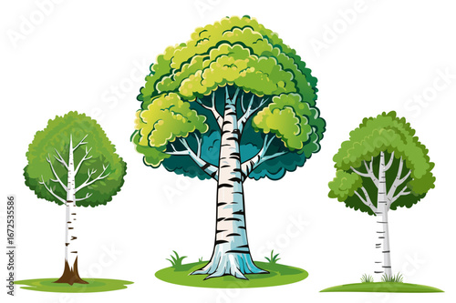 Birch tree with leaves, spring or summer, green foliage, home, forest and garden decoration, silver birch, warty birch, European white birch, weeping birch (Betula pendula)