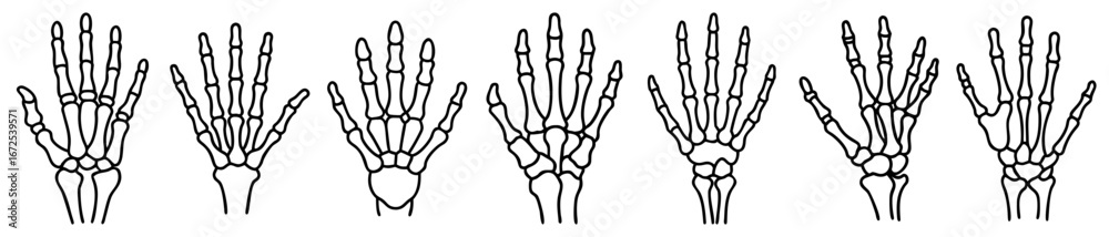Fototapeta premium Skeletal hands multiple variations black and white drawing illustration anatomical study