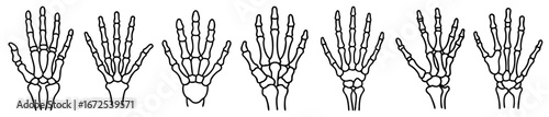 Skeletal hands multiple variations black and white drawing illustration anatomical study