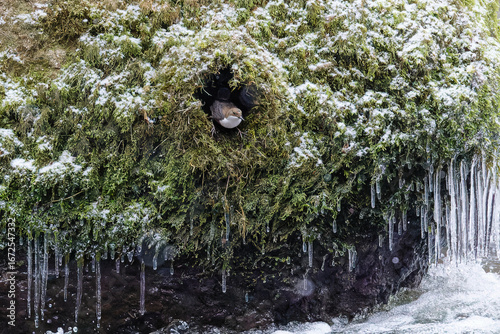 Die Wasseramseln sind bereits eifrig beim Nestbau - trotz Eis und Schnee