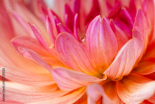 Detailed Macro of a Pink Dahlia's Petal and Center