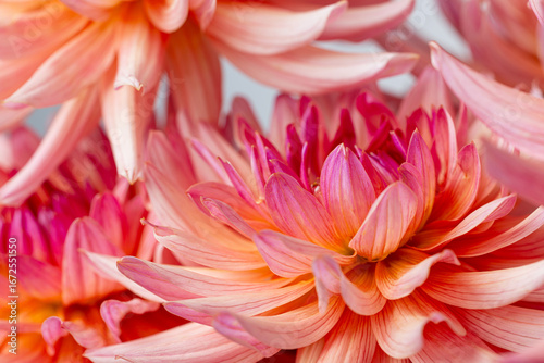 Detailed Macro of a Pink Dahlia's Petal and Center