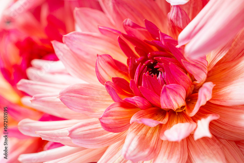 Detailed Macro of a Pink Dahlia's Petal and Center
