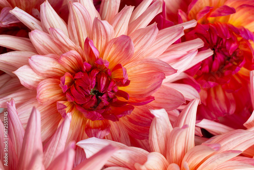 Detailed Macro of a Pink Dahlia's Petal and Center