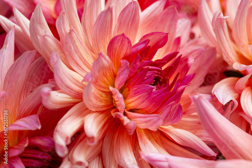 Detailed Macro of a Pink Dahlia's Petal and Center