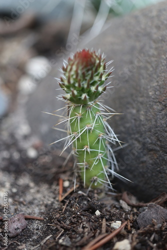 Opuntia polyacantha heacockii Chaffee Co Col 2530m Klon von Panayoti