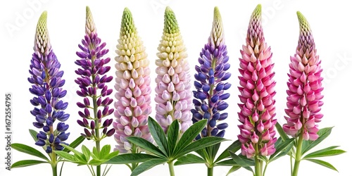 A vibrant assortment of lupine flowers in various colors against a white background