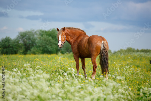 Bild auf Leinwand russian heavy draft horse at the field