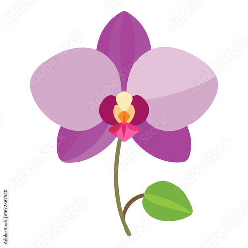 Close-up of orchid flowers against black background