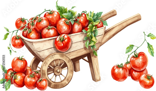 Wheelbarrow full of tomatoes vector illustration.
