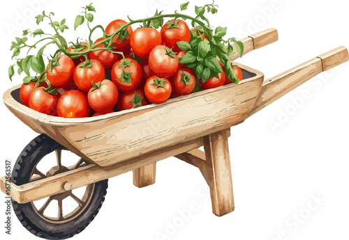 Wheelbarrow full of tomatoes vector illustration.