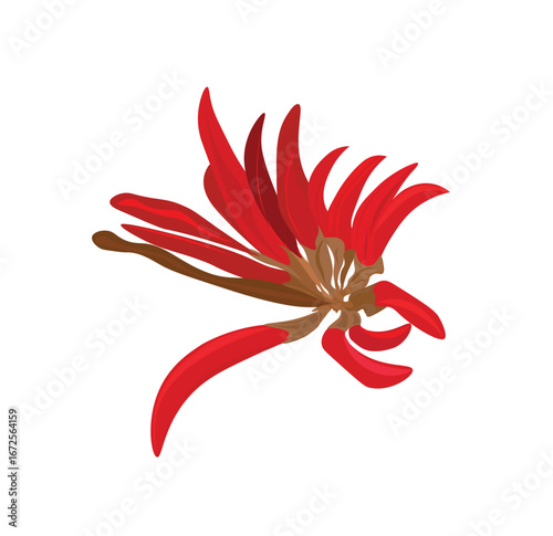 Coral Tree - Flower - Macro. Erythrina lysistemon (Hutch. ) aka Common Coral Tree, Lucky Bean Tree, Kaffir Boom or Transvaal Kafferboom is a deciduous tree native to South Africa.  Lucky Bean Tree