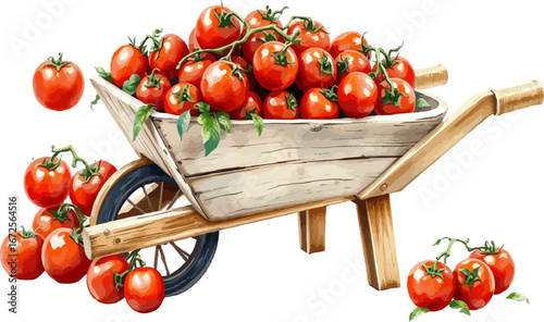 Wheelbarrow full of tomatoes vector illustration.