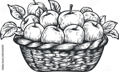 Black and white vintage illustration of a basket filled with ripe apples and leaves