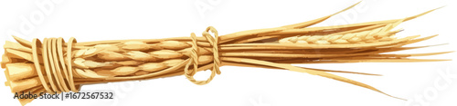 Watercolor vector illustration an ear of wheat.