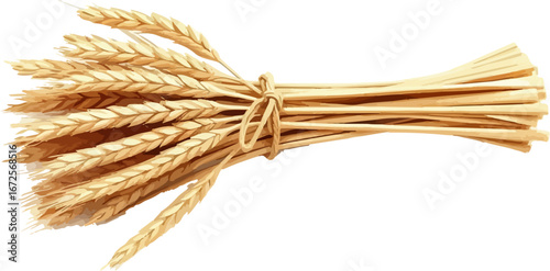 Watercolor vector illustration an ear of wheat.
