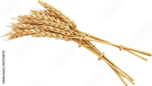 Watercolor vector illustration an ear of wheat.