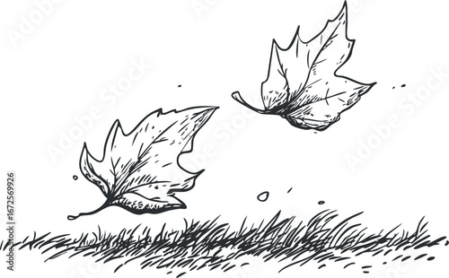 Black and white hand drawn sketch of two leaves falling above grass, representing autumn season and nature.