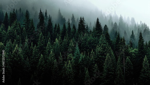 Wallpaper Mural Misty evergreen forest.  Dense rows of dark green pine trees reach into a hazy, gray-white sky Torontodigital.ca