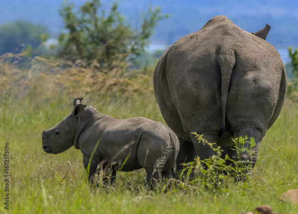 Obraz premium Cute baby Rhino or Rhinoceros during a safari in South Africa