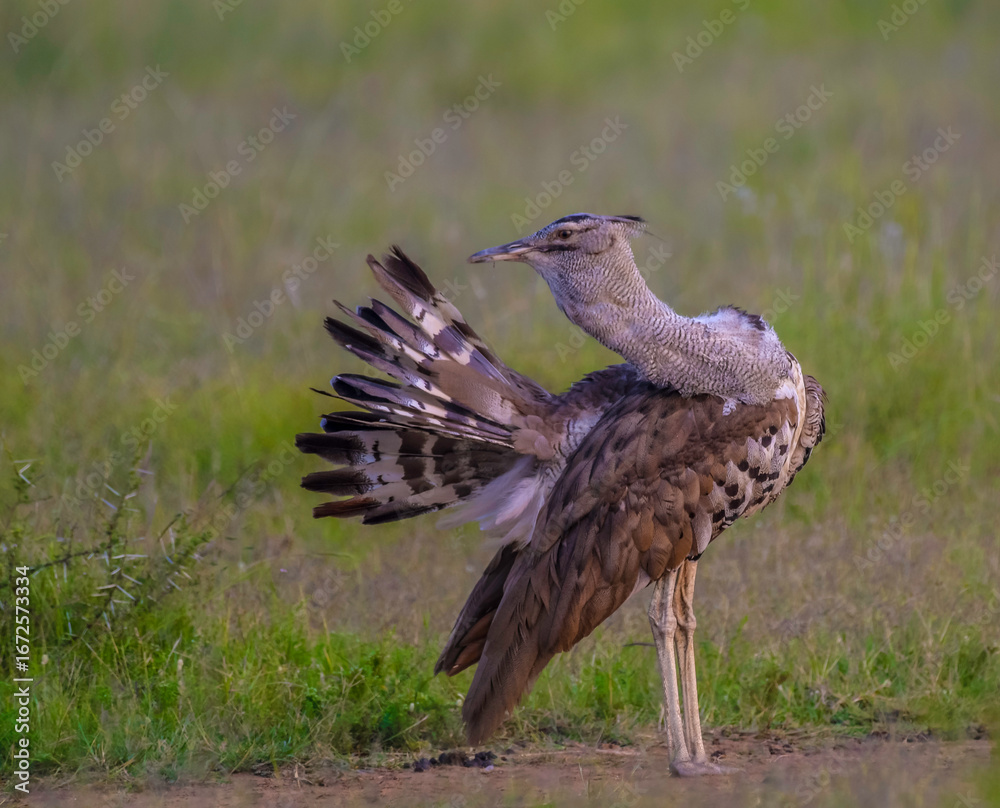 Obraz premium Closeup portrait of a Kori Bustard in Pilanesberg Safari