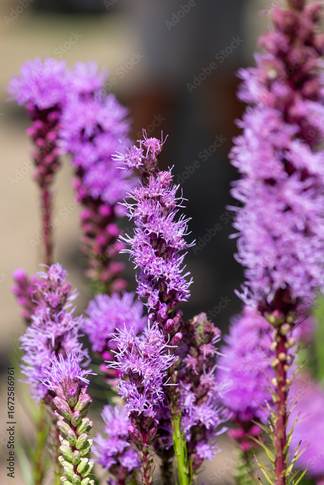 Obraz premium Close up of dense blazing star (liatris spicata) flowers in bloom