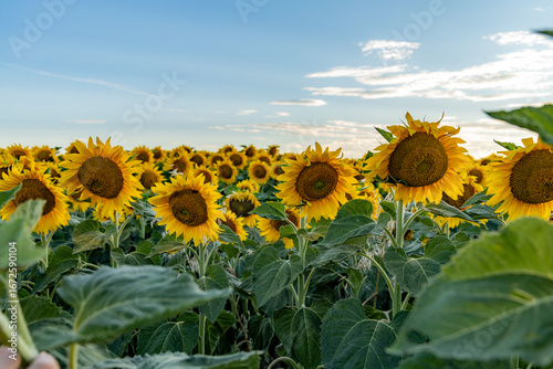 sunflower field in the summer