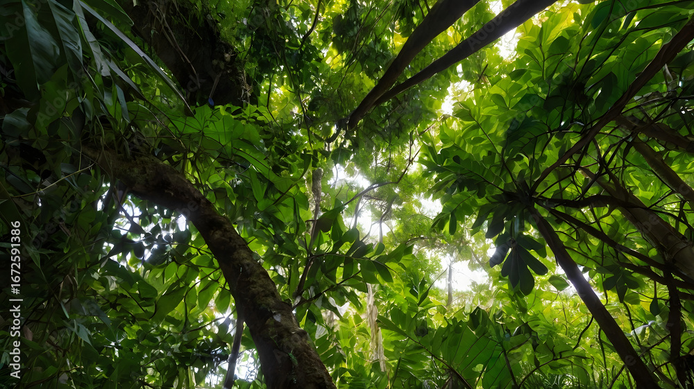 Naklejka premium Lush Canopy A Glimpse into the Green Forest Sky