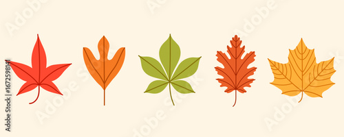 Flat vector illustration of five colorful autumn leaves in orange, red, yellow, brown, green. Simple fall leaf set for scrapbooking, card, pattern, banner, textile, packaging, printable, kids design.