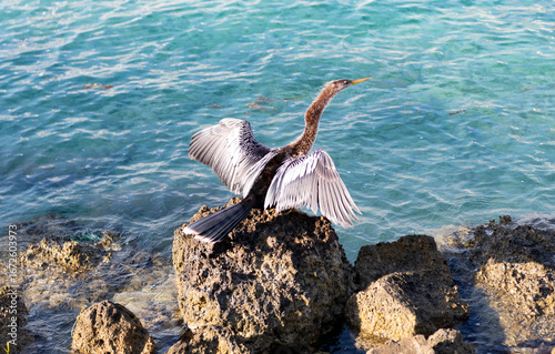 Snakebird near water. Sea darter bird. Fauna and nature. Snakebird observing the water. Sea bird with beak and feather. Anhinga sitting outdoor. A lonely anhinga at the sea